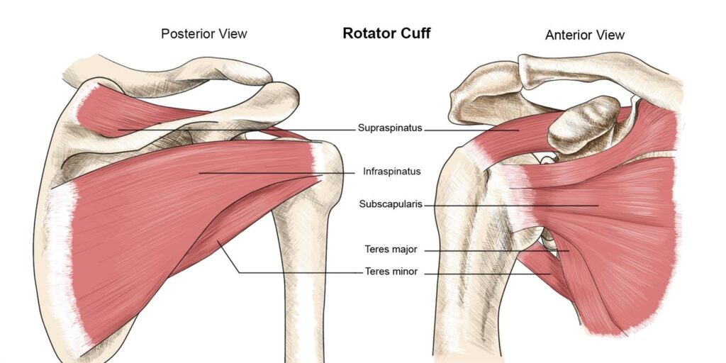 Rotator Cuff Pain Location Diagram