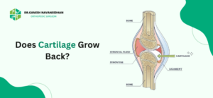 Does Cartilage Grow Back