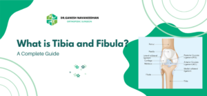 Tibia and Fibula